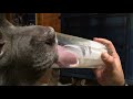 Pit bull in slow motion drinking kefir- Manny Der