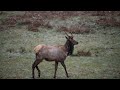 HOH Rainforest Elk