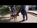 Giant police type Dog patrols the Bronte House garden - Dogs not allowed 🥰😳🤣🐕‍🦺🦋