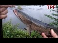 Snakehead fishing_Standing on one place, three children are too good_Snakefish fishing in Mangyang