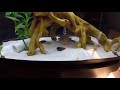 Puffer eats Fiddler Crab (Slow Mo)