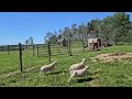 Sheep Vlog: Chasing Sheep and Shearing
