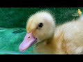 Baby Duck Duckling, Goldfish, Koi Carp Fish - cute baby animals videos