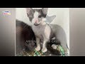 She Tearfully Watched Her Kittens Gone! Is there any Thing more painful?