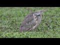 American Bittern doing a dance...(what is this about?)