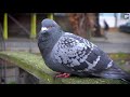 Rat vs GoPro - Brown Rats, Grey Wagtail - Clapton Pond, Hackney, London