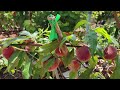 Container grown fruit trees