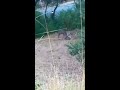 DEER MATING FIGHT HORRIBLE CAMERA FILMING THO