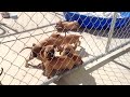 Little pitbull puppies want their mommy