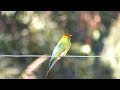 Rainbow bee eater