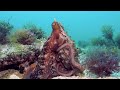Maori Octopus (Macroctopus maorum) Cleaning itself - Sam Glenn-Smith