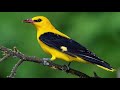 Experience Nature's Symphony: The Striking Call of the Eurasian Golden Oriole