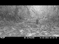 Agouti with the Zoomies ... or a SNAKE BITE? Trail Cam Video