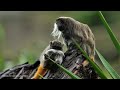 Animal Rainforest 8K 🐾 Discovery Relaxation Beautiful Wildlife Movie with Soothing Piano Music