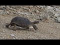 Tortoise Olympics in Saguaro National Park