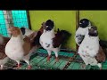 modine fancy pegion for sale by sonu ansari (7499505618) #fancypigeon #pigeonlover #kabutarbazi