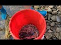 Use bamboo baskets to catch Fish and Shrimp in the River: Cooking / Phạm Tuyết Mai @phamtuyetmai1993