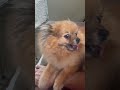 Tiny senior Pomeranian dog always craves attention