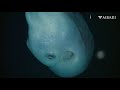Deep relaxation: Chill out with these deep-sea octopuses