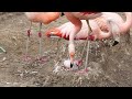 Flamingo chick climbs into nest