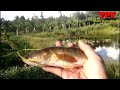 🐬Snakefish fishing _ Fishing snakehead fish with a slightly fake bait HL blade ||@ TRUNG PLEIKU