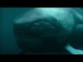 Dunkleosteus Attack Life on our Planet