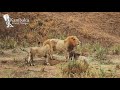 Lion King Fights Alone Brother Runs Away From Battle