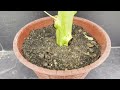 Do you know that we can grow papaya branch by cutting? How To Grow Papaya Plant