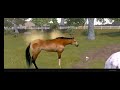 Rival Stars Horse Racing... my horses in the pasture