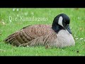 Heimische Vogelarten - Tierfilm online (März 2020 Folge 1) - Unsere Vogelwelt