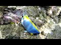 MALDIVES : Life under the Sea, A film by Olivier B