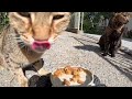 I FEED TWO CATS I FOUND ON THE STREET
