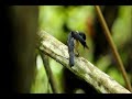 Mangrove Blue Flycatcher (Female)