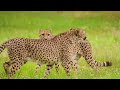 Animals Safari 4K - Scenic Wildlife Film With Peaceful Relaxing Music