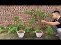 TECHNIQUE for breeding chili plants for many fruits and super growth #garden #plants #graftingtree