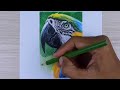 Realistic drawing Parrot using Prismacolor part 2