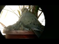 Dove chicks feeding