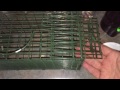1.1 How to make the BEST squirrel bait for trapping -