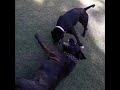 Playing dogs