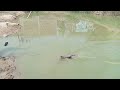 Amazing hand fishing | viral fish fishing | Amazing net fishing video, unbelievable fishing,