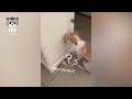 The Guiltiest Dog Ever🐶😂 Funniest Guilty Dogs Video Compilation😂 Funny Dog Moments