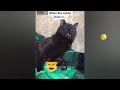 FUNNIEST CAT AND DOG VIDEOS 2023 #26