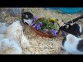 Mice enjoying a flowery buffet