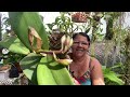 🔵COMO PLANTAR E CULTIVAR CATTLEYA AMETHYSTOGLOSSA⁉️