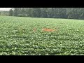 Twins in the soybeans