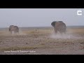 INTENSE BULL ELEPHANT FIGHT CAUGHT ON CAMERA