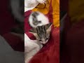 Playful Kittens