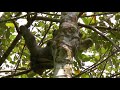 Cute Costa Rican Mammals: Sloths, Howler Monkeys and Coatis!