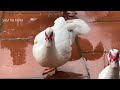 How to Candle Duck Eggs and Collect Muscovy Duck Eggs