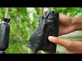 🌿A great method of propagation lemon tree by air layering without using Soil